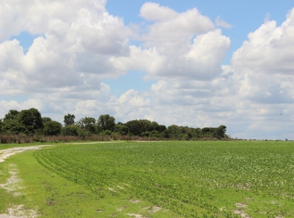 Agricultura  praticada no Oeste baiano contribui para a redução de CO2 na atmosfera