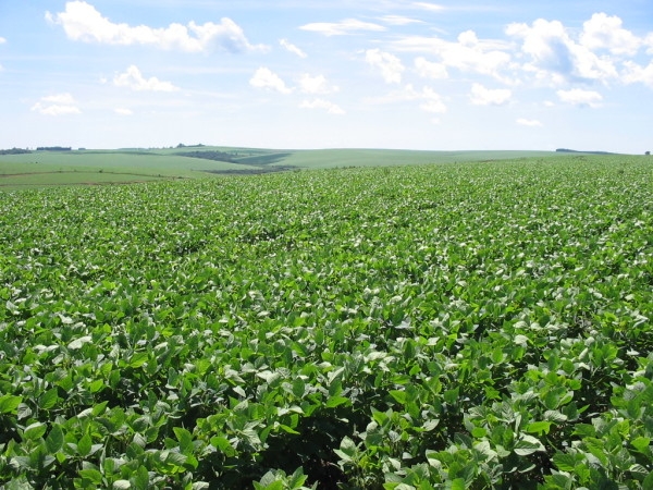 IBAMA aceita inexigibilidade ambiental para agricultura e pecuária extensiva da Bahia