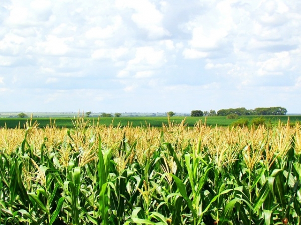 Estudo apresenta perspectivas para a agropecuária em 2017