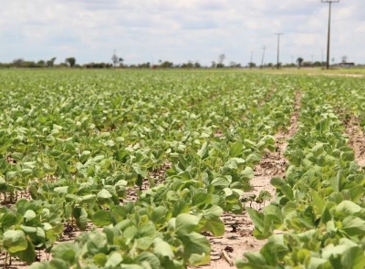 Produtores atingidos pela seca podem prorrogar dívidas diretamente no banco