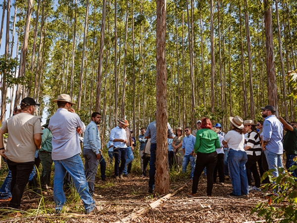 Workshop de Silvicultura debate manejo, mercado de biomassa e financiamento para o setor; evento foi organizado pela Cooperfarms
