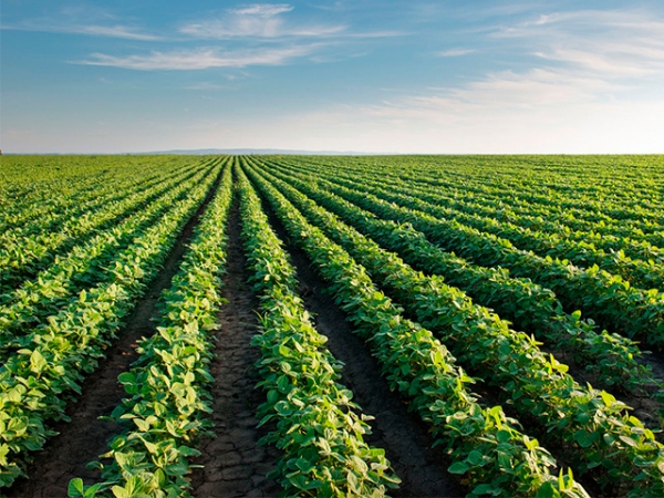 Clima deve favorecer aumento da produtividade para as lavouras do Oeste da Bahia