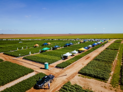 Dia de Campo Cooperfarms apresenta mais de 50 cultivares