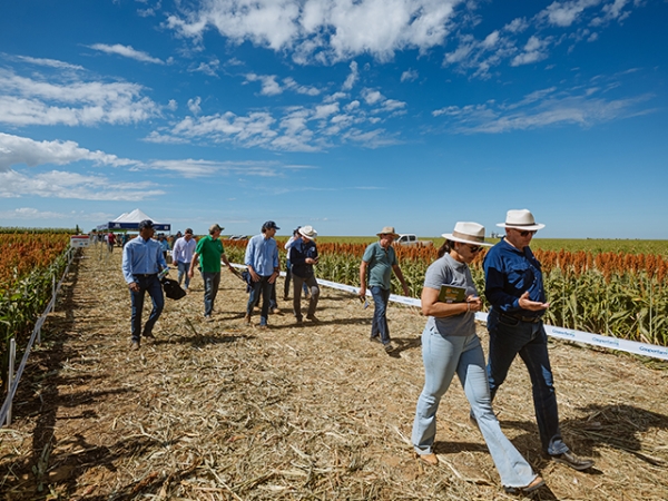 Dia de Campo da Cooperfarms destaca crescimento do sorgo no Oeste da Bahia e benefícios agronômicos da cultura