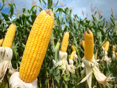 Soja e milho, âncoras da agricultura brasileira