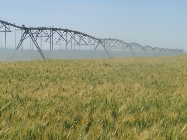 Zoneamento agrícola agora contempla algodão em Roraima e trigo irrigado na Bahia