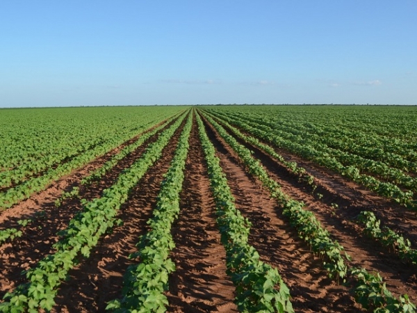 Safra de algodão na Bahia deve colher cerca de 380 mil toneladas de pluma