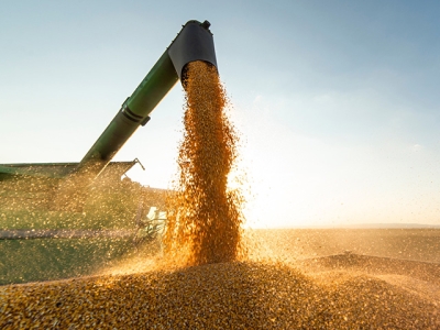 Cooperfarms divulga balanço da safra e reforça estratégias para sustentabilidade da produção