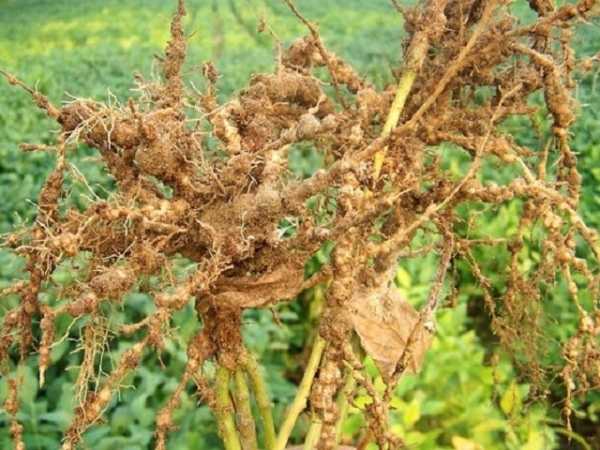 Embrapa Cerrado lança variedade BRS 7380 RR resistente aos nematóides